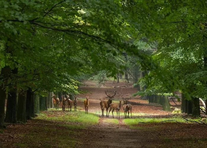Luxe In Stadsvilla, Gratis Parkeren! Bed and breakfast Apeldoorn