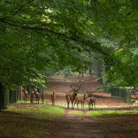 Luxe In Stadsvilla, Gratis Parkeren! Bed & Breakfast Apeldoorn